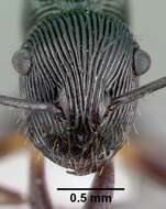 Image de <i>Polyrhachis</i> (<i>Aulacomyrma</i>) <i>gressitti</i> Kohout