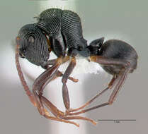 Image de <i>Polyrhachis</i> (<i>Aulacomyrma</i>) <i>gressitti</i> Kohout