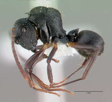 Plancia ëd <i>Polyrhachis</i> (<i>Aulacomyrma</i>) <i>gressitti</i> Kohout