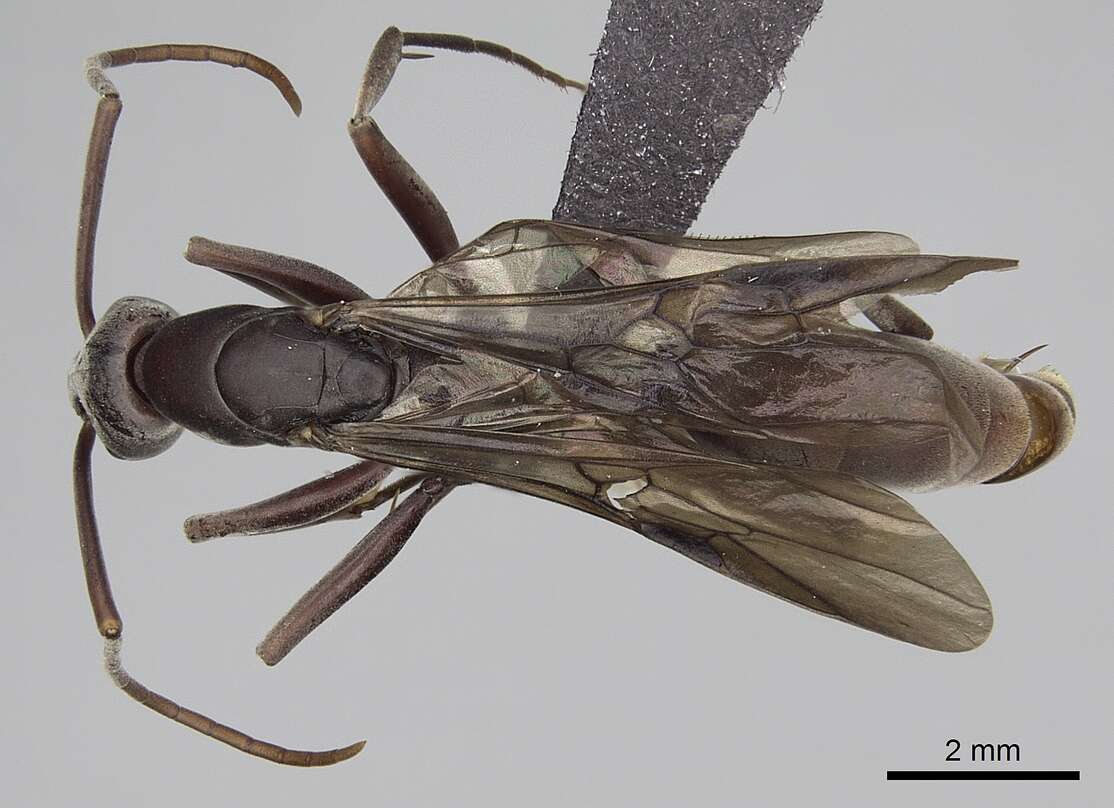 Image of Platythyrea gracillima Wheeler 1922