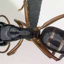Image of Camponotus tergestinus Mueller 1921