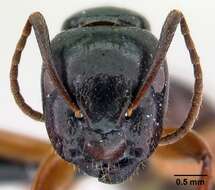 Camponotus tergestinus Mueller 1921的圖片