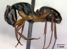 Camponotus tergestinus Mueller 1921的圖片