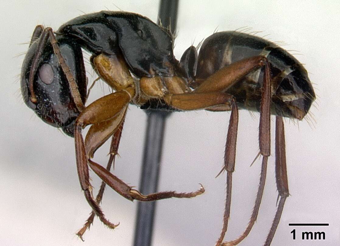 Camponotus tergestinus Mueller 1921的圖片