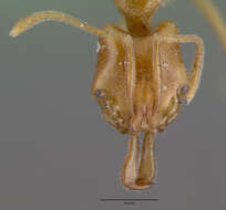 Image of Anochetus graeffei Mayr 1870