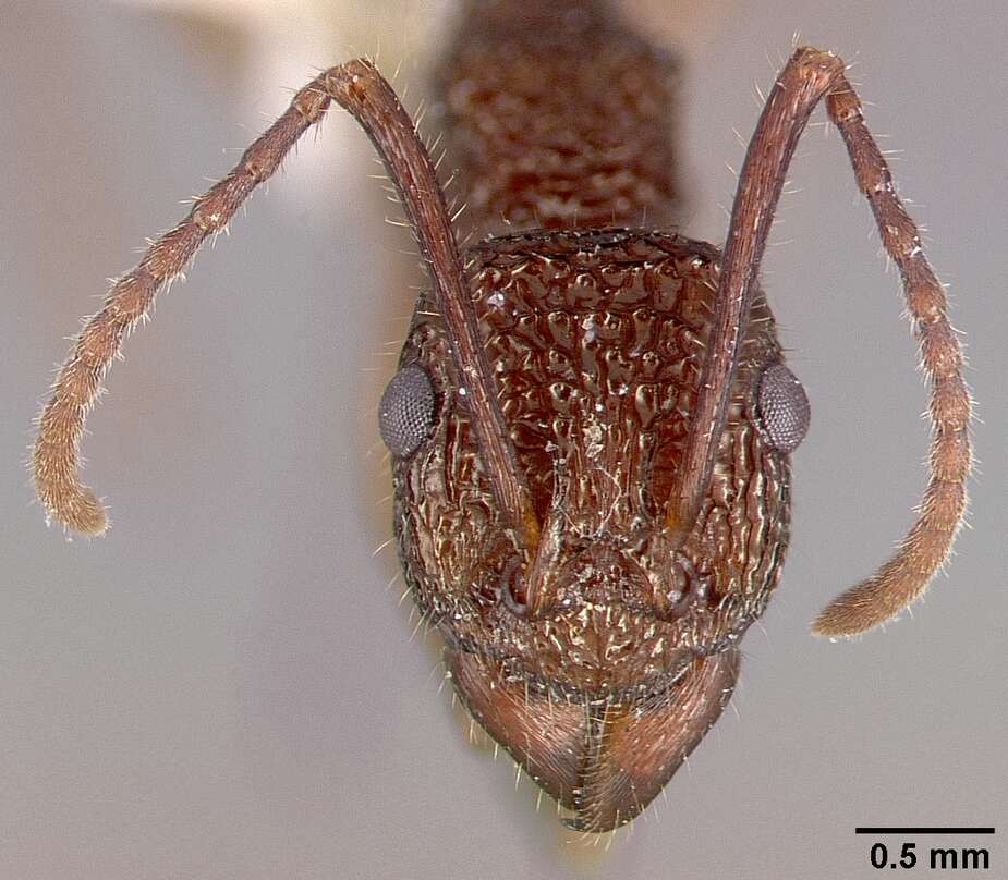 Image of Rhytidoponera celtinodis Wilson 1958