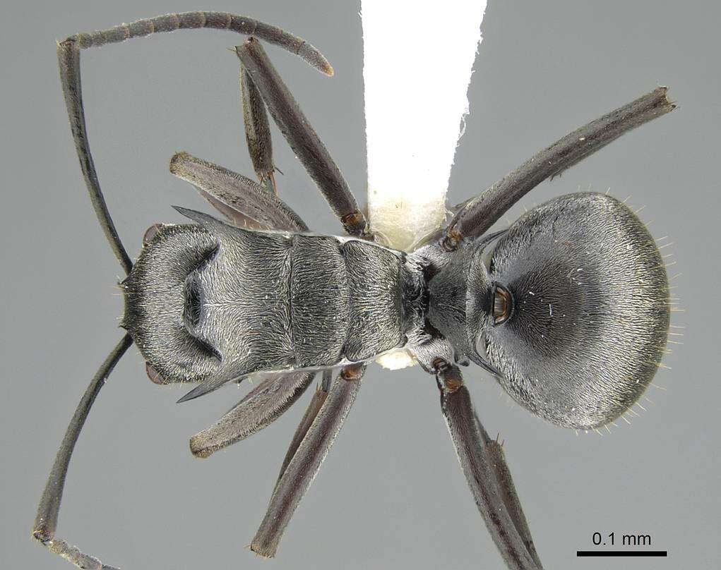 Image of Polyrhachis foreli Kohout 1989