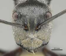 Image of Polyrhachis foreli Kohout 1989