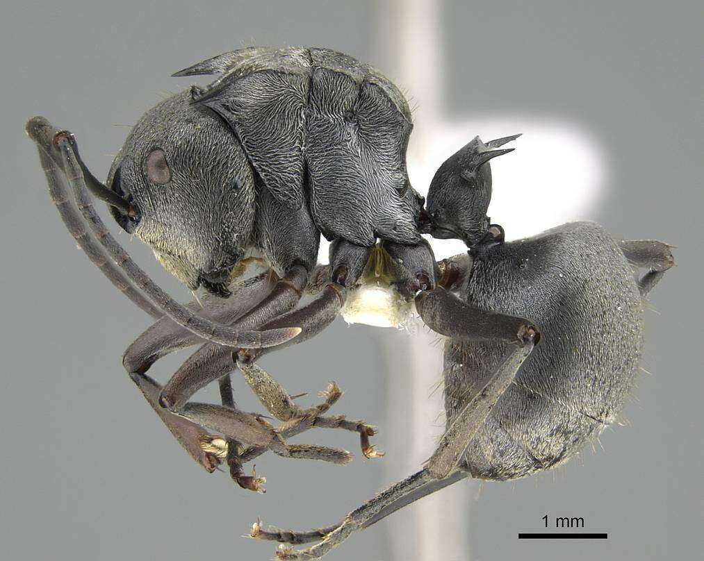 Image of Polyrhachis foreli Kohout 1989