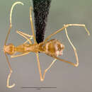 Image of yellow crazy ant