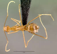 Image of Anoplolepis