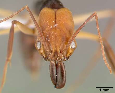 Imagem de Odontomachus erythrocephalus Emery 1890