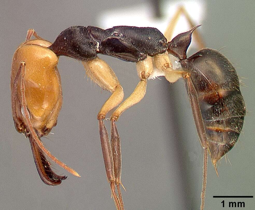 Imagem de Odontomachus erythrocephalus Emery 1890