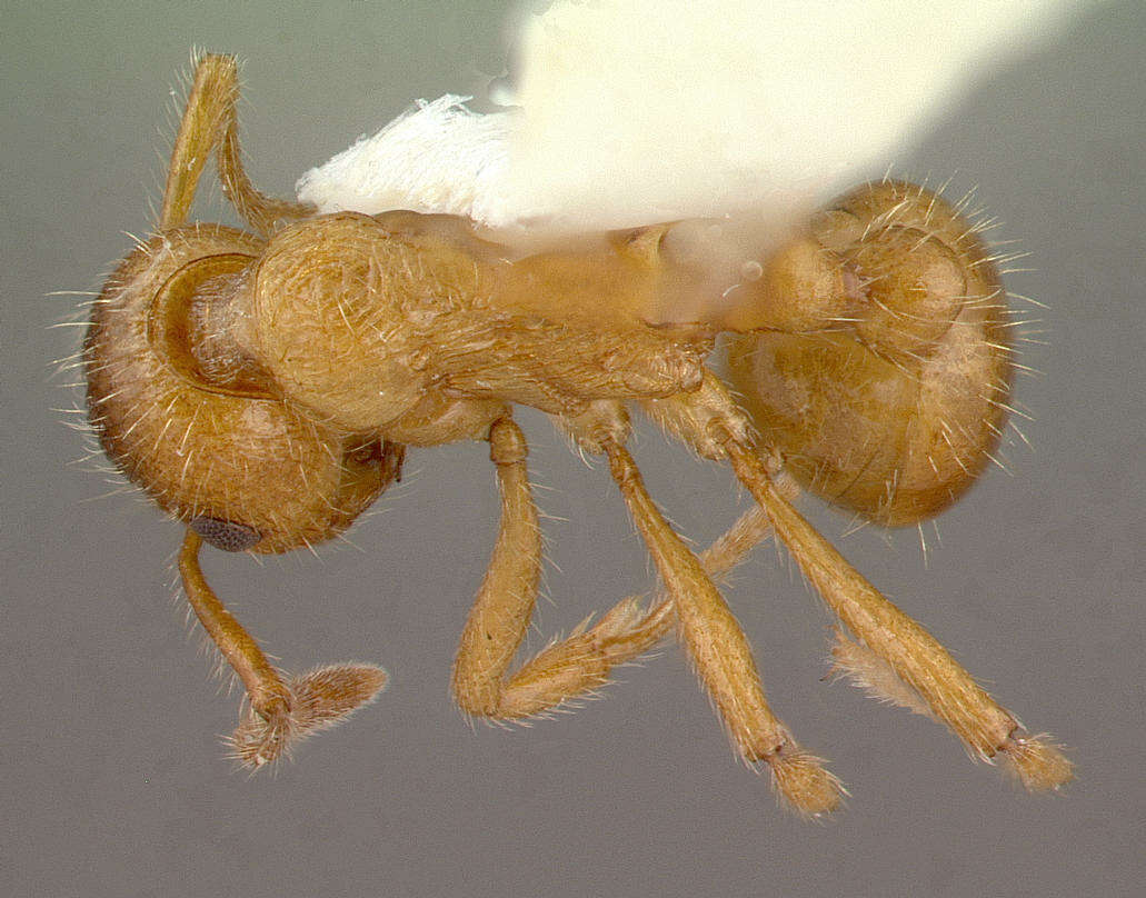 Image of European fire ant