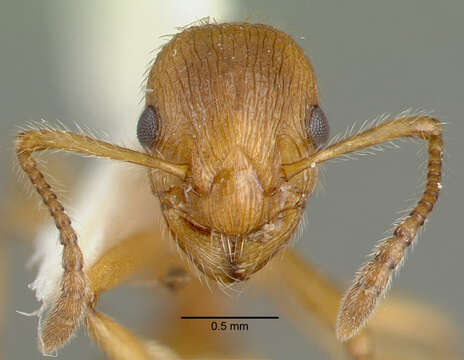 Image of European fire ant