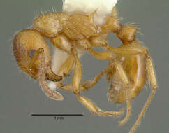 Image of European fire ant