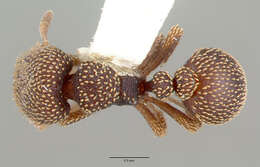 Image of Calyptomyrmex beccarii Emery 1887