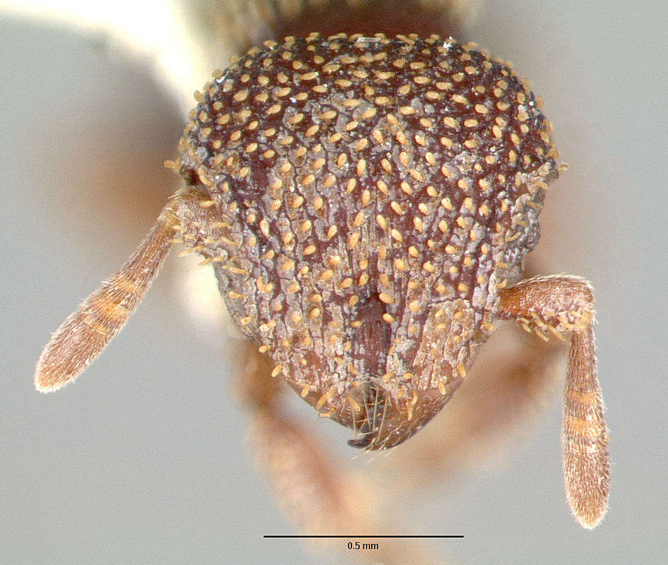 Image of Calyptomyrmex beccarii Emery 1887