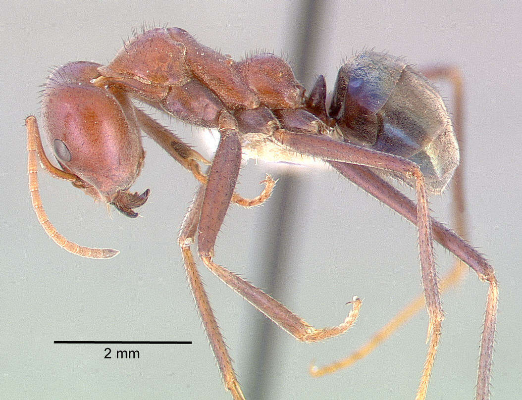 Image of Iridomyrmex purpureus (Smith 1858)