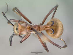 Image de Polyrhachis bihamata (Drury 1773)