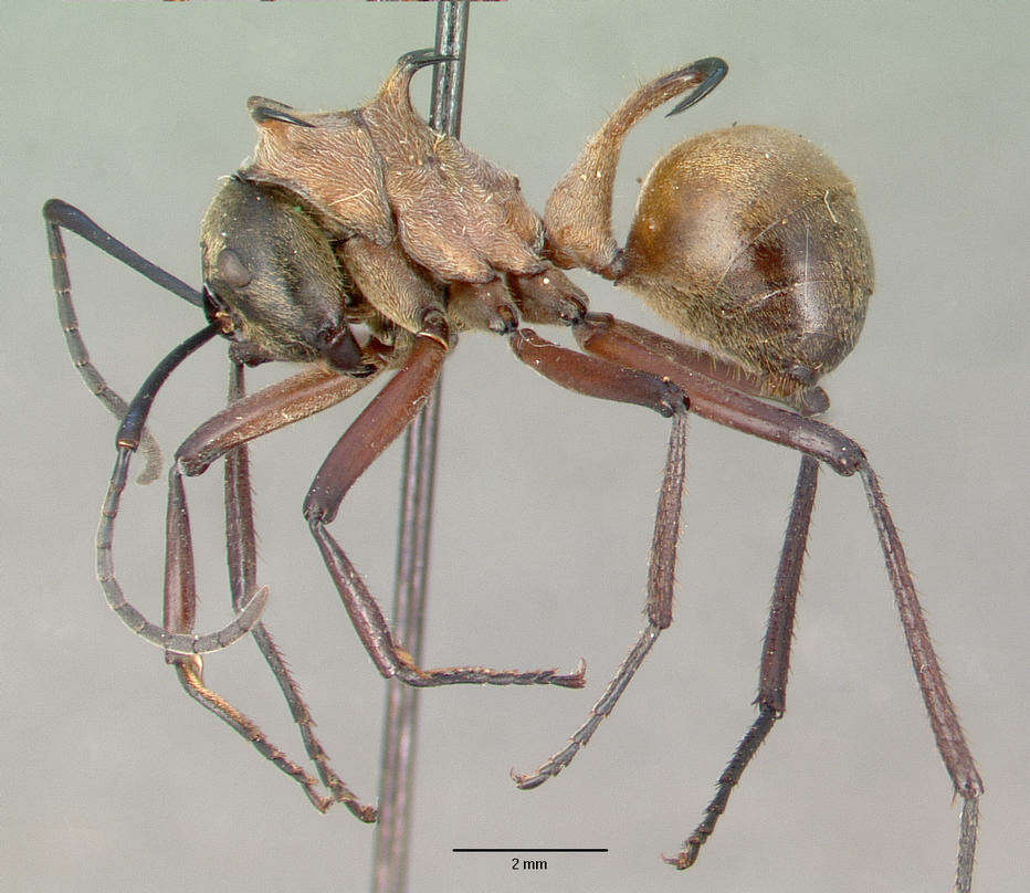 Image de Polyrhachis bihamata (Drury 1773)