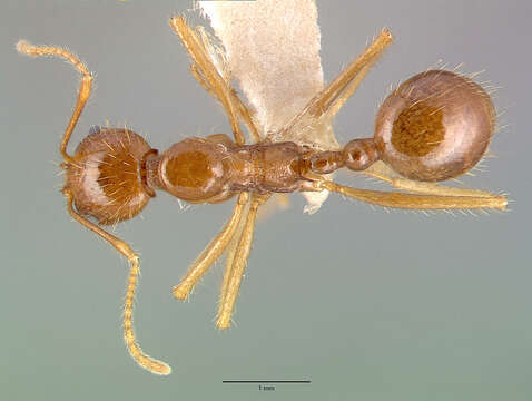 Image of Aphaenogaster longiceps (Smith 1858)