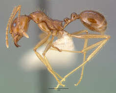 Слика од Aphaenogaster longiceps (Smith 1858)