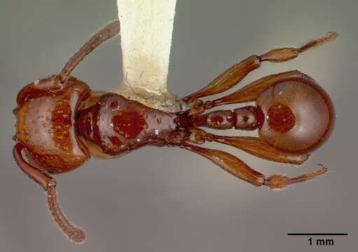 Image of Pristomyrmex umbripennis (Smith 1863)