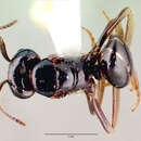 Image of Lasius spathepus Wheeler 1910