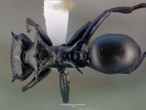 Image of Cephalotes atratus (Linnaeus 1758)