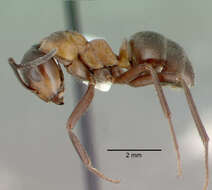 Image of Scottish wood ant