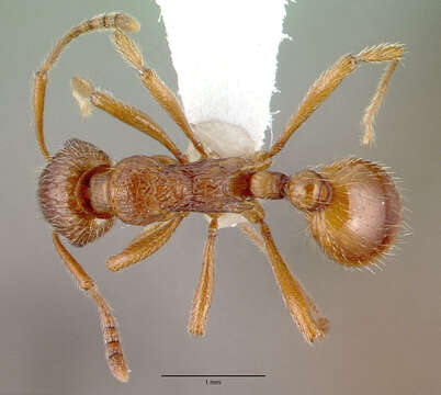 Image of European fire ant