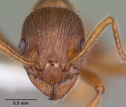 Image of European fire ant