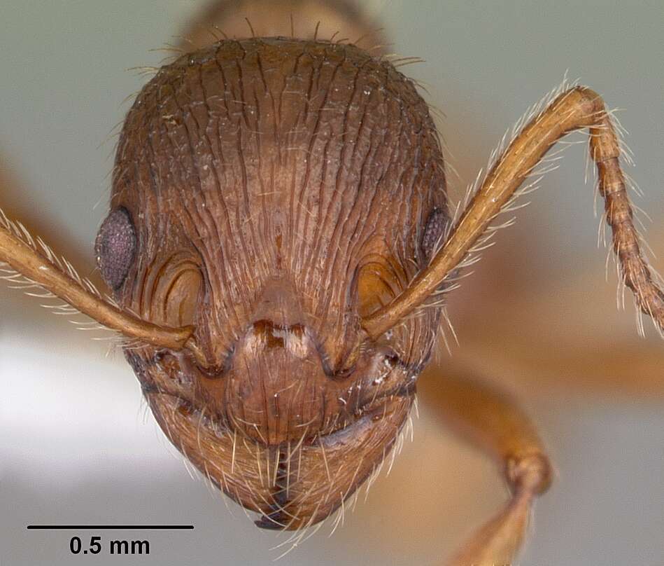 Image of European fire ant