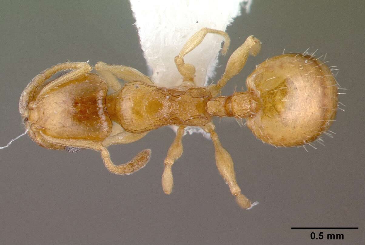 Image of <i>Temnothorax exilis</i>
