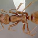 Image of European Amazon ant