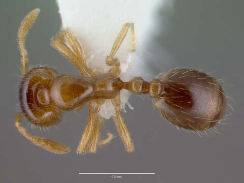 Image of Solenopsis carolinensis Forel 1901