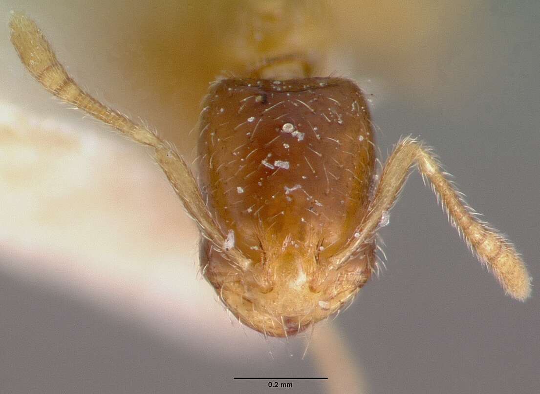 Слика од Monomorium mictilis