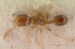 Monomorium exiguum Forel 1894 resmi