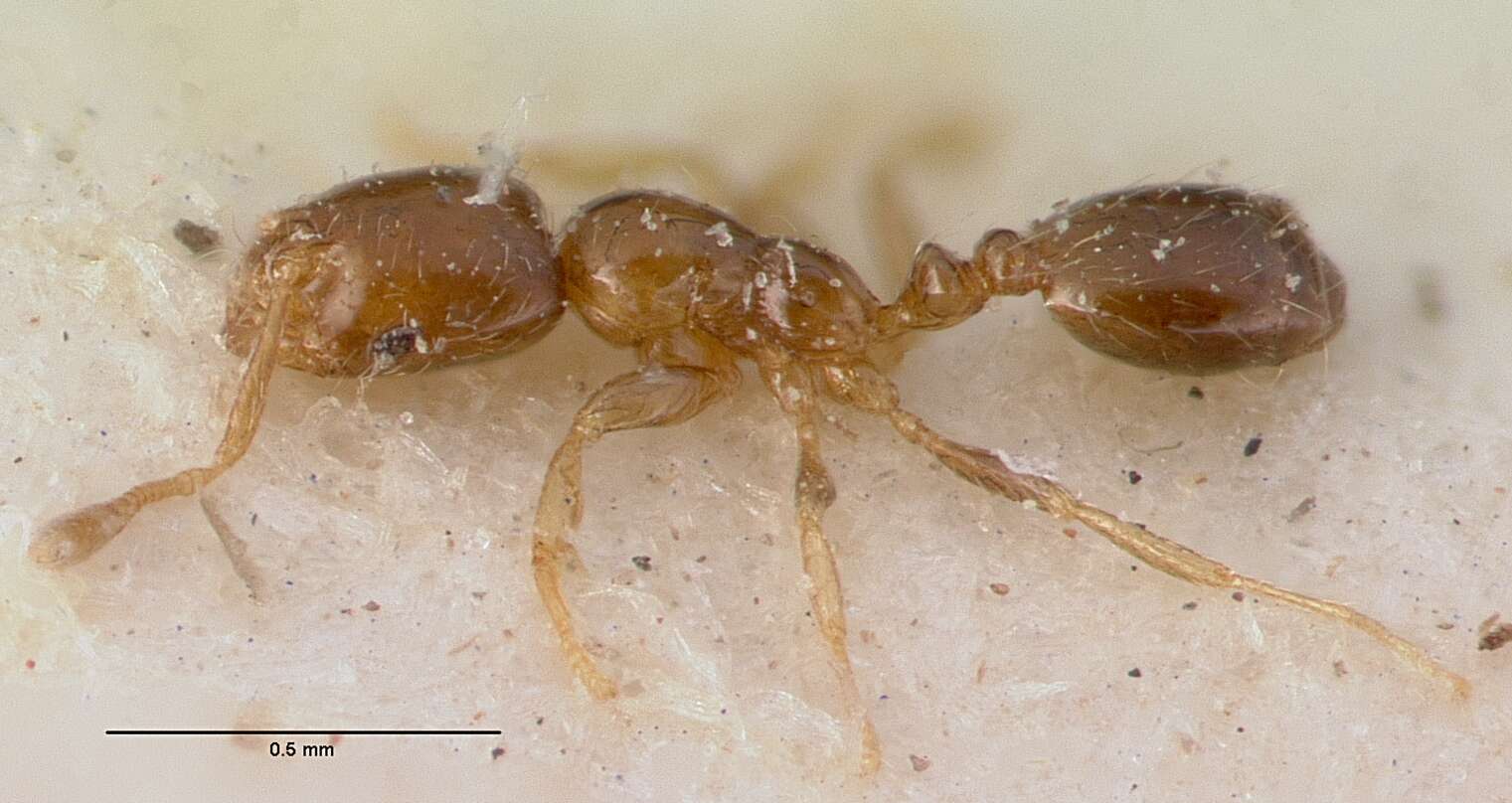 Monomorium exiguum Forel 1894 resmi