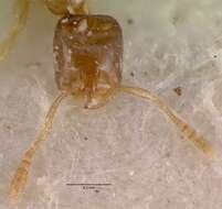 Monomorium exiguum Forel 1894 resmi