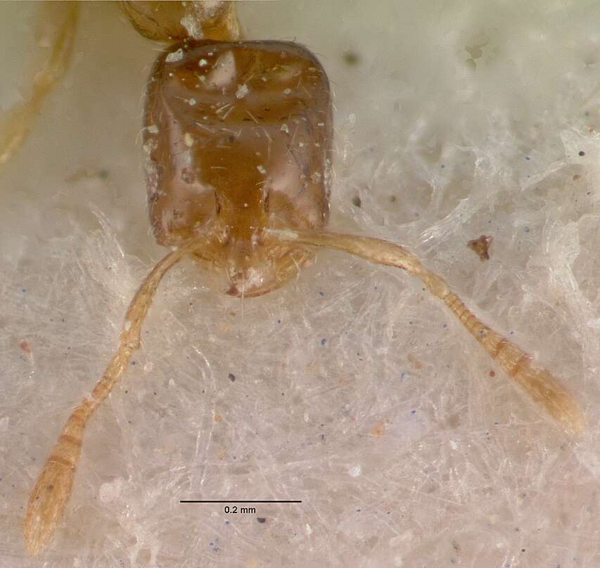 Monomorium exiguum Forel 1894 resmi