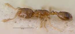 Monomorium exiguum Forel 1894 resmi