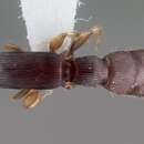 Image de Cylindromyrmex meinerti Forel 1905