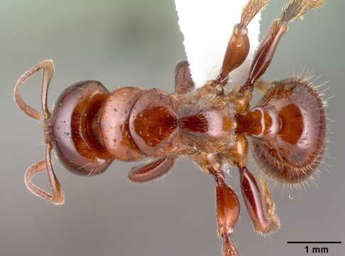 Plancia ëd Centromyrmex