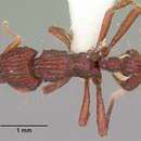 Image of Dacetinops concinnus Taylor 1965