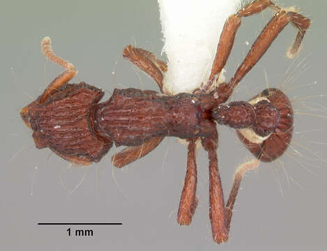 Image of Dacetinops concinnus Taylor 1965