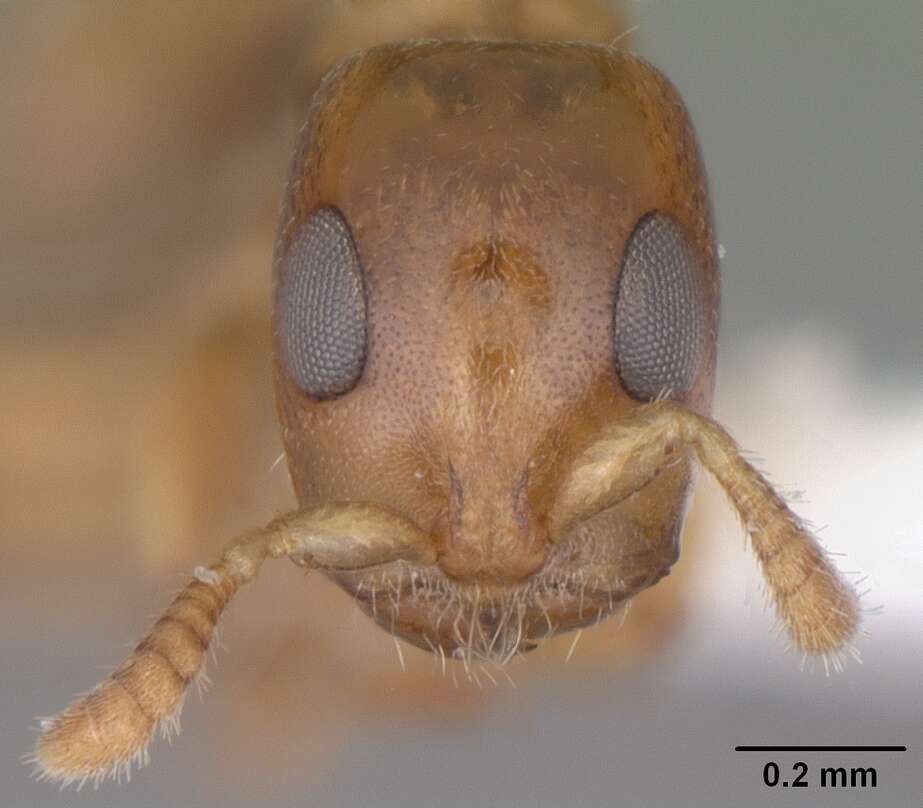 Image of Myrcidris