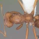 Plancia ëd <i>Kalathomyrmex emeryi</i>