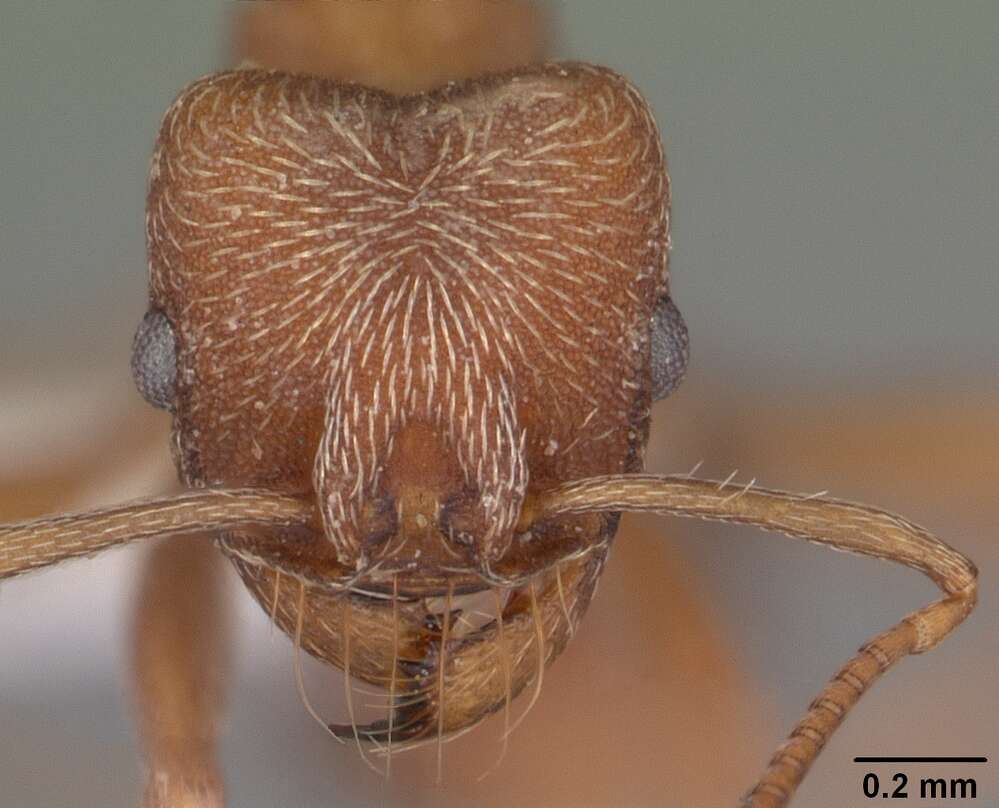 Image de Formicoidea